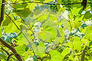 Vitis vinifera (grape vine) green leaves in the sun, close up.