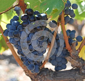 Vitis vinifra winegrape