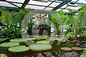 Tropical plants in the Apothecary Garden in Moscow