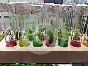 In Vitro Nature Plants In Bottle
