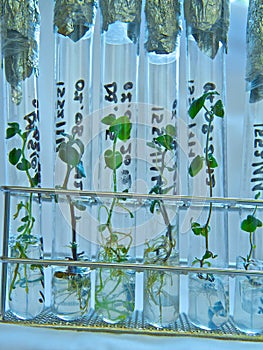 Vitro plant