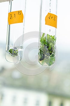 Vitro plant