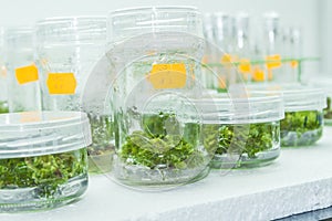 Vitro plant