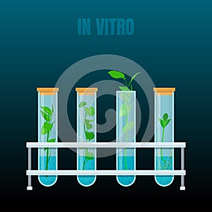 In vitro plant tissue culture photo