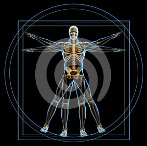 Vitruvian man photo