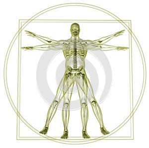 Vitruvian man photo