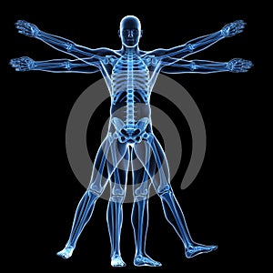 The vitruvian man - skeleton