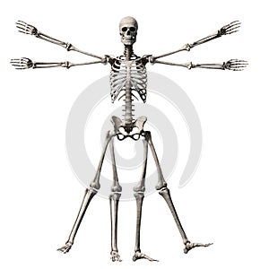 Vitruvian man - skeleton
