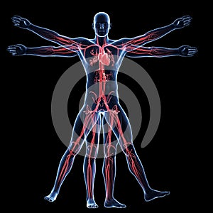 Vitruvian man - vascular system