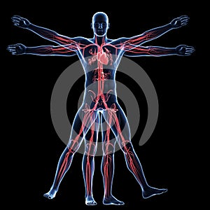Vitruvian man - vascular system photo