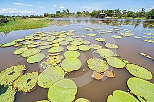 VitÃÂ³rias RÃÂ©gias farm at Canal do Jari at Alter do ChÃÂ£o, ParÃÂ¡, Brasil photo