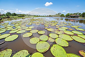 VitÃÂ³rias RÃÂ©gias farm at Canal do Jari at Alter do ChÃÂ£o, ParÃÂ¡, Brasil photo