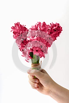 Viva Magenta color of 2023. Bouquet of hyacinth flowers in the human& x27;s hand on a white background.
