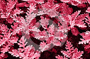 Viva Magenta, color of the year 2023. Exotic dusty miller close-up