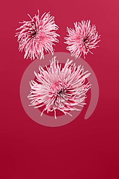 Viva magenta, new trendy color of 2023 year. Beautiful flower aster.