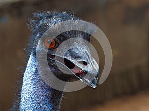 Vivacious Jaunty Emu in a Joyful High-Spirited Portrait. photo