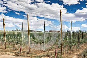 Poplar nursery in the province of Zamora in Spain photo