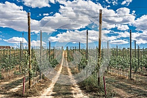 Poplar nursery in the province of Zamora in Spain photo