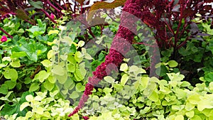 Vivid Amaranthus Caudatus flowers on green plants background close up. Also known as as love-lies-bleeding, pendant amaranth, tass