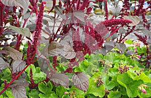 Vivo fiori sul verde impianti da vicino. pure conosciuto come pendente 