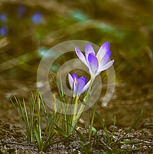 Vivid Appearance of Spring Crocus (Crocus vernus)