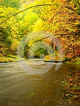 Vivid autumn. Colors of autumnal river in forest. Colorful banks with leaves, leaves trees