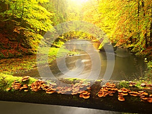 Vivid autumn. Colors of autumnal river in forest. Colorful banks with leaves, leaves trees