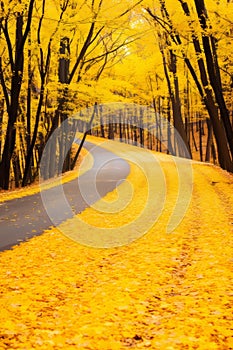 Vivid autumn foliage in forest with golden hue, scenic asphalt pathway through nature