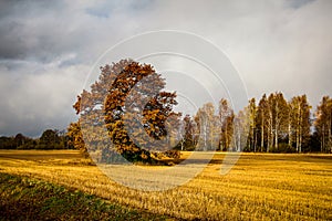 Vivid autumn landscape with golden field