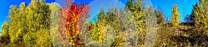 Vivid autumn panoramic landscape.