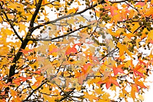 Vivid autumn tree