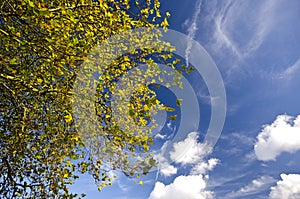 Vivid autumn tree-top against a blue sky