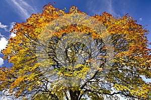 Vivid autumn tree-top against a blue sky backround photo