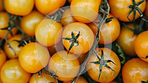 Vivid backdrop showcasing the texture of ripe organic yellow tomatoes for a fresh and vibrant appeal