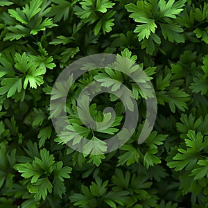 A vivid background features a profusion of fresh parsley leaves