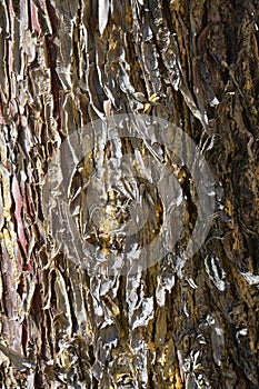 Vivid barks on an old tree texture
