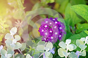 Vivid beautiful verbena hortensis obsession lilac flowers is blooming on bright sunbeams in flowerbed. Decorative flowers