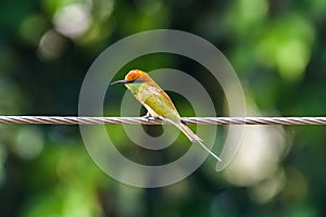 Vivid bee eater bird