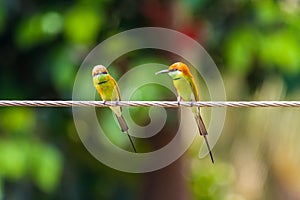 Vivid bee eater bird
