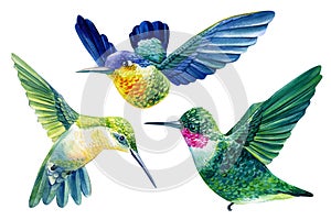 Vivid birds, hummingbird isolated on white background.. Watercolor botanical illustration
