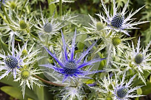 Vivid blue Eryngium flowers and buds in a garden.