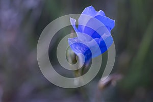 Vivid Blue Flower Against a Dreamy Background