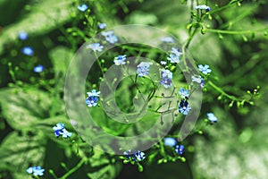 Vivid blue flowers in blur style for natural floral background.