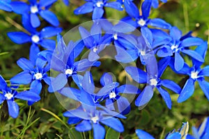 Vivid blue Gentiana verna