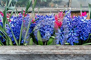 Vivid Blue and Pink Hyacinths in a Wooden Planter