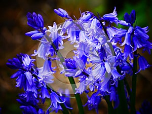 Vivid bluebells