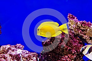 Bubbles, the yellow tang fish