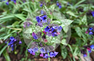 Vivid and bright pulmonaria flowers on green leaves background.