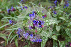 Vivid and bright pulmonaria flowers on green leaves background.