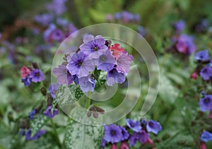 Vivid and bright pulmonaria flowers on green leaves background